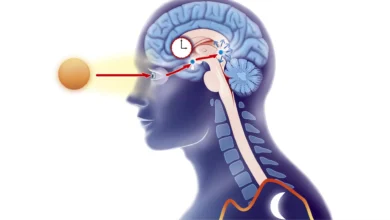 New Analysis Reveals a Stunning Hyperlink Between ADHD and Sleep