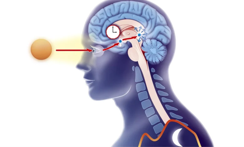 New Analysis Reveals a Stunning Hyperlink Between ADHD and Sleep