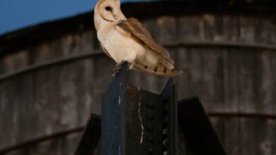A uncommon household of barn owls moved into Manhattan’s Higher West Facet. New Yorkers are captivated