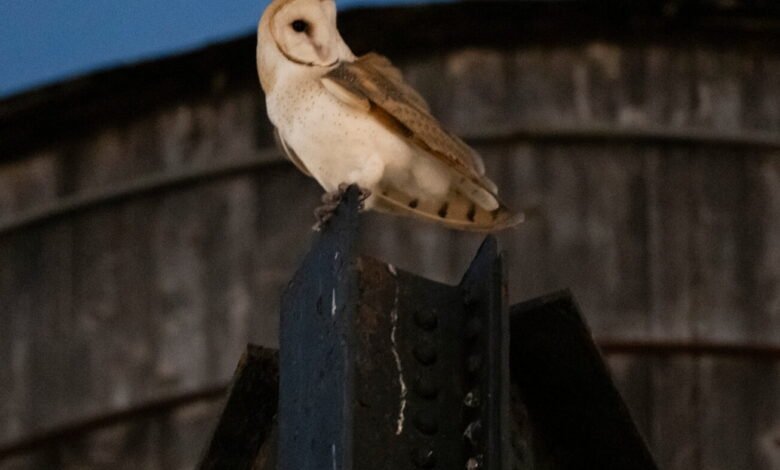 A uncommon household of barn owls moved into Manhattan’s Higher West Facet. New Yorkers are captivated