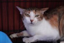 Vietnamese police arrest 12 suspected of prowling metropolis streets at night time, snatching cats for meat