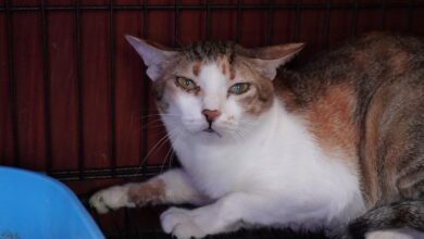 Vietnamese police arrest 12 suspected of prowling metropolis streets at night time, snatching cats for meat Vietnamese police arrest 12 suspected of prowling metropolis streets at night time, snatching cats for meat