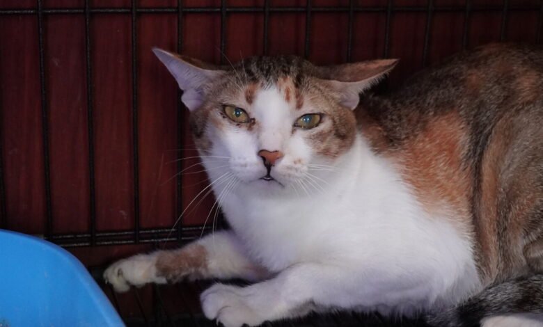 Vietnamese police arrest 12 suspected of prowling metropolis streets at night time, snatching cats for meat Vietnamese police arrest 12 suspected of prowling metropolis streets at night time, snatching cats for meat